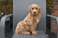 Sophie, a female Goldendoodle for sale in Sugar Creek, OH – Photo 3 of 5