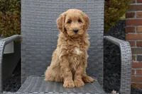 Sophie, a female Goldendoodle for sale in Sugar Creek, OH – Photo 4 of 5