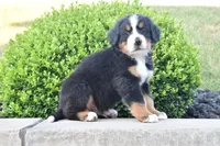Buster , a male Bernese Mountain Dog for sale in Sugarcreek, OH – 5 of 5