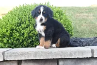 Buster , a male Bernese Mountain Dog for sale in Sugarcreek, OH – 4 of 5
