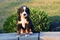 Hailey , a female Bernese Mountain Dog for sale in Sugarcreek, OH – 3 of 5
