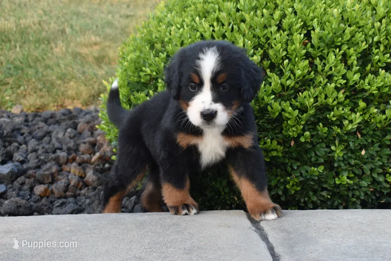 Nova – Bernese Mountain Dog puppy for sale in Sugarcreek, OH