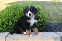 Toby, a male Bernese Mountain Dog for sale in Sugarcreek, OH – 3 of 4