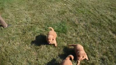Bo, a male Golden Retriever for sale in Sugarcreek, OH – 5 of 5