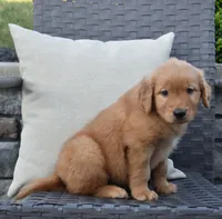 Kyle, a male Golden Retriever for sale in Sugarcreek, OH – 4 of 5