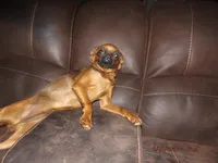 AKC Stick Figure, a female Brussels Griffon for sale in Berryville, AR – 8 of 9