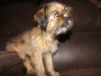 AKC Cinnamon, a female Brussels Griffon for sale in Berryville, AR – 4 of 5