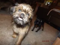 Rewind, a female Brussels Griffon for sale in Berryville, AR – 3 of 7