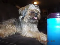 AKC Spinner, a male Brussels Griffon for sale in Berryville, AR – 7 of 7