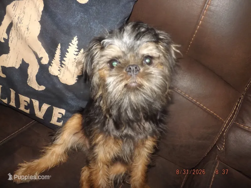 AKC Cujo – Brussels Griffon puppy for sale in Berryville, AR