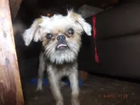 AKC Buddy, a male Brussels Griffon for sale in Berryville, AR – 8 of 10