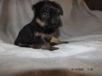 AKC Cujo, a male Brussels Griffon for sale in Berryville, AR – 7 of 7