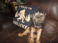 AKC Cujo, a male Brussels Griffon for sale in Berryville, AR – 2 of 10