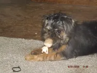 AKC Cujo, a male Brussels Griffon for sale in Berryville, AR – 6 of 10