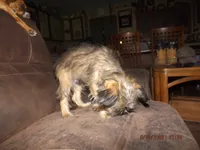 AKC Cocoa, a female Brussels Griffon for sale in Berryville, AR – 6 of 7