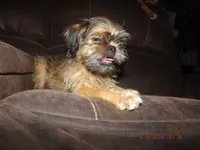 AKC Cinnamon, a female Brussels Griffon for sale in Berryville, AR – 1 of 5