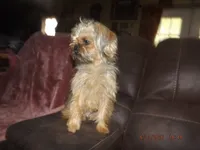 AKC Spinner, a male Brussels Griffon for sale in Berryville, AR – 9 of 9