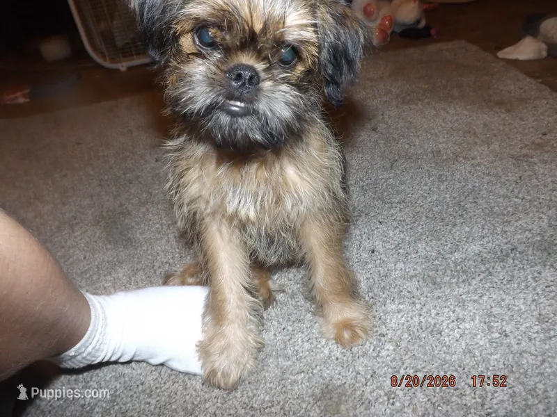 Rewind – Brussels Griffon puppy for sale in Berryville, AR
