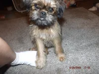 Rewind, a female Brussels Griffon for sale in Berryville, AR – 1 of 7