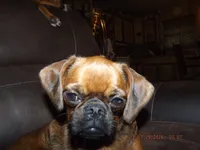 AKC Stick Figure, a female Brussels Griffon for sale in Berryville, AR – 3 of 5