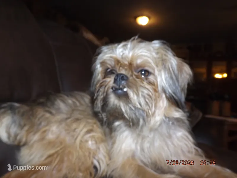AKC Spinner – Brussels Griffon puppy for sale in Berryville, AR
