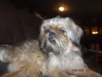 AKC Spinner, a male Brussels Griffon for sale in Berryville, AR – 1 of 7