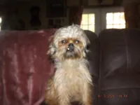AKC Spinner, a male Brussels Griffon for sale in Berryville, AR – 8 of 9