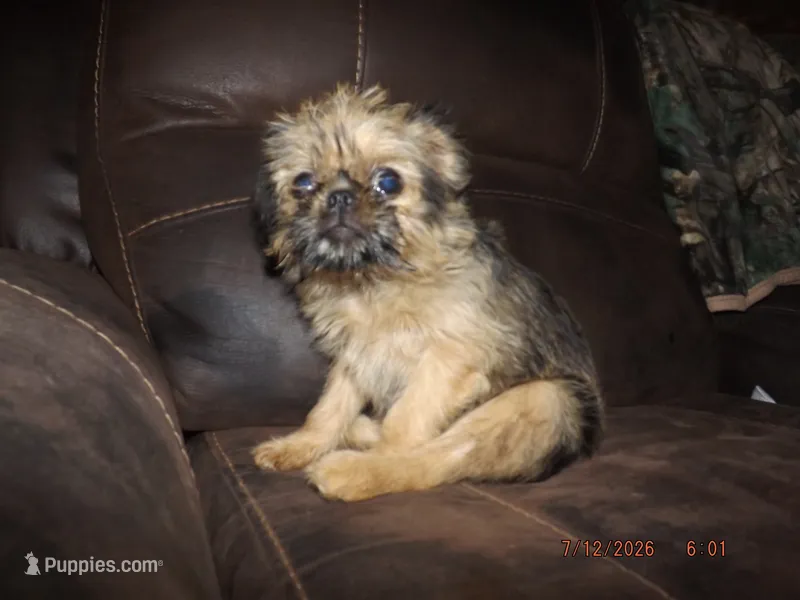 AKC Cinnamon – Brussels Griffon puppy for sale in Berryville, AR