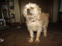 AKC Pistol, a female Brussels Griffon for sale in Berryville, AR – 3 of 6