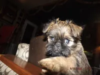 AKC Dreamer, a female Brussels Griffon for sale in Berryville, AR – 2 of 6