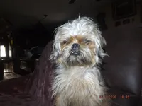 AKC Spinner, a male Brussels Griffon for sale in Berryville, AR – 6 of 9