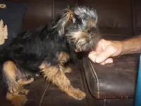 AKC Cujo, a male Brussels Griffon for sale in Berryville, AR – 9 of 10