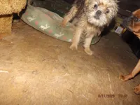 AKC Meatball, a male Brussels Griffon for sale in Berryville, AR – Photo 2 of 3