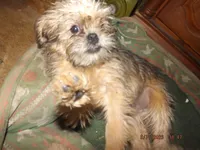 AKC Meatball, a male Brussels Griffon for sale in Berryville, AR – Photo 3 of 3
