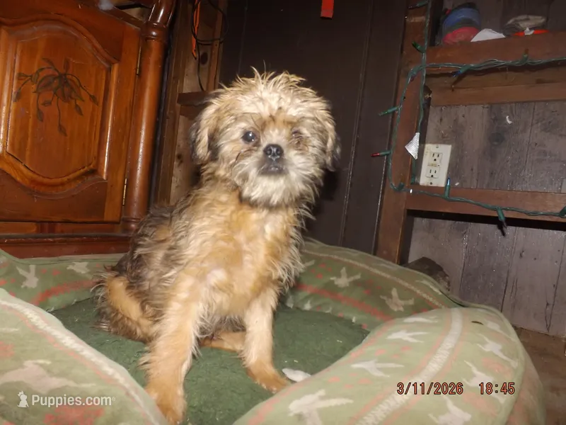 AKC Meatball – Brussels Griffon puppy for sale in Berryville, AR