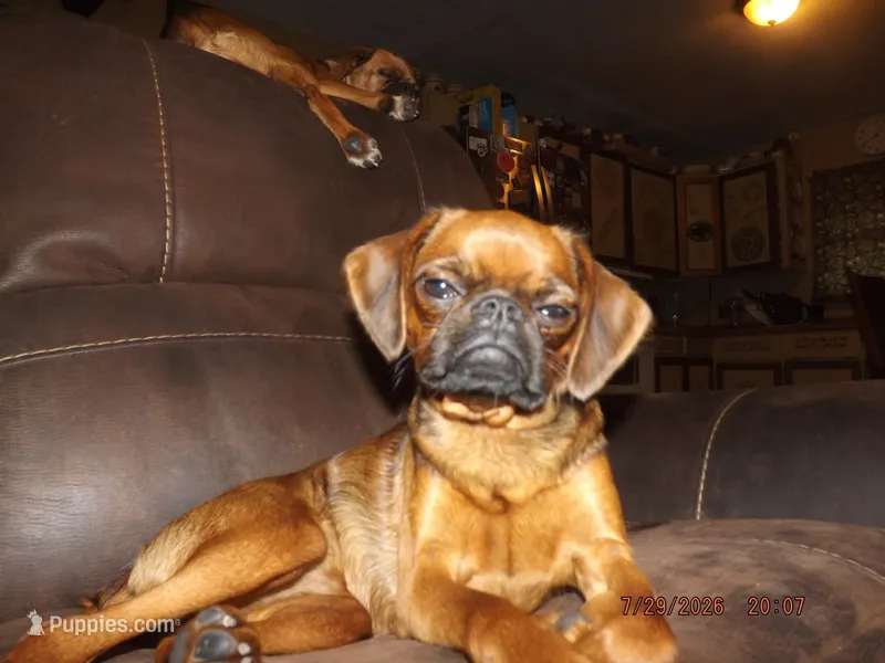 AKC Stick Figure – Brussels Griffon puppy for sale in Berryville, AR