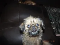 AKC Malibu, a female Brussels Griffon for sale in Berryville, AR – 3 of 7