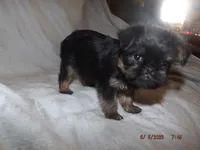 AKC Cujo, a male Brussels Griffon for sale in Berryville, AR – 5 of 7
