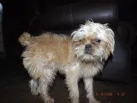 AKC Pistol, a female Brussels Griffon for sale in Berryville, AR – 2 of 6