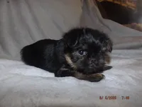 AKC Cujo, a male Brussels Griffon for sale in Berryville, AR – 6 of 7