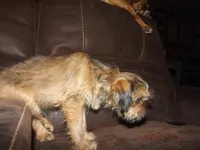 AKC Cinnamon, a female Brussels Griffon for sale in Berryville, AR – 5 of 5