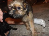 Rewind, a female Brussels Griffon for sale in Berryville, AR – 5 of 7