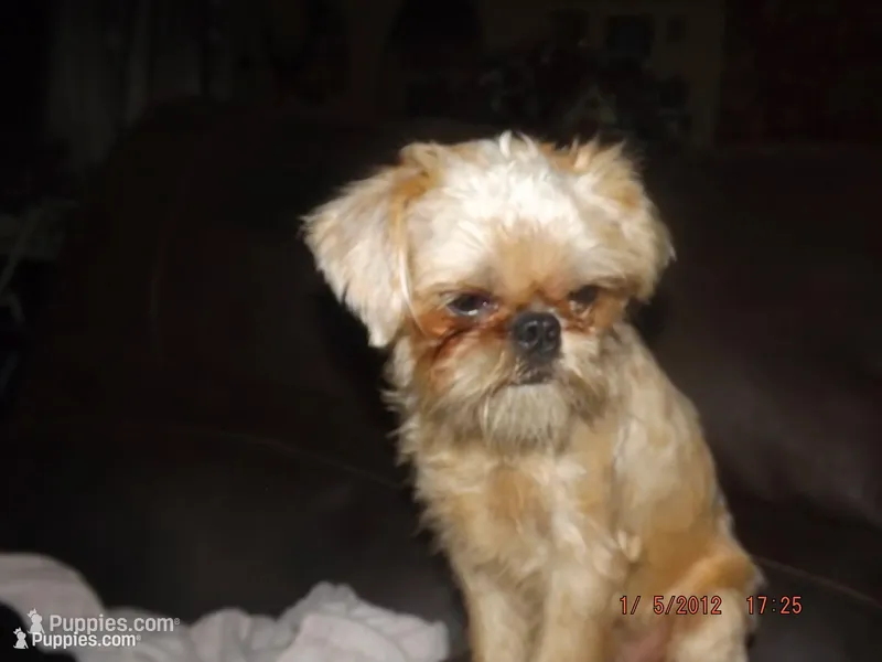 AKC Buddy – Brussels Griffon puppy for sale in Berryville, AR