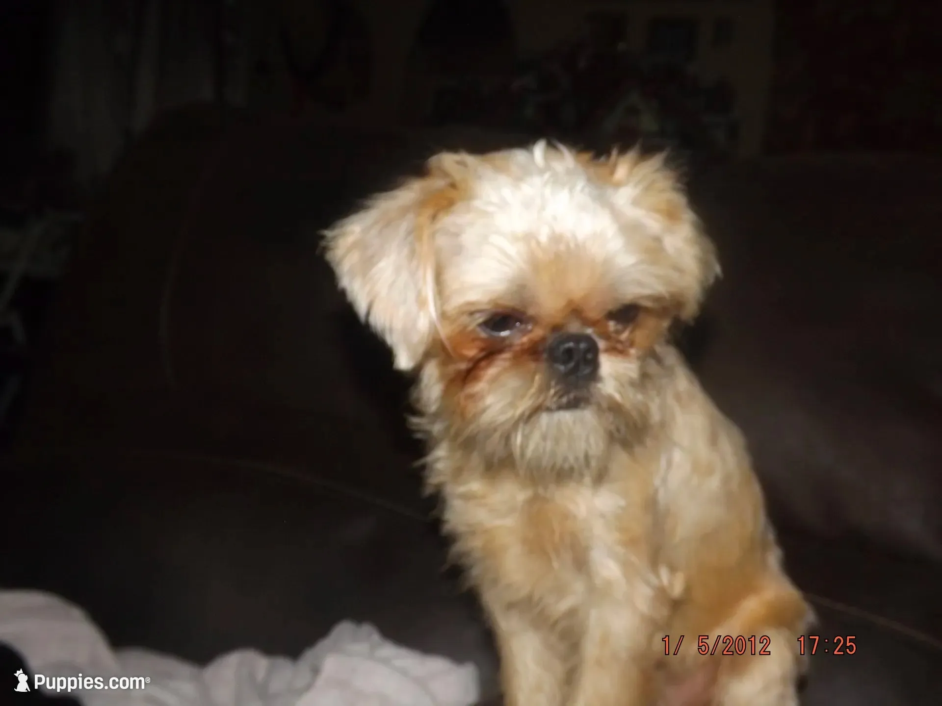 AKC Buddy, a male Brussels Griffon for sale in Berryville, AR – 1 of 10
