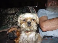 AKC Pistol, a female Brussels Griffon for sale in Berryville, AR – 1 of 5