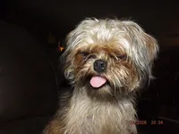 AKC Spinner, a male Brussels Griffon for sale in Berryville, AR – 4 of 7