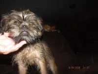 AKC Cocoa, a female Brussels Griffon for sale in Berryville, AR – 3 of 7