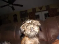 AKC Cocoa, a female Brussels Griffon for sale in Berryville, AR – 3 of 5