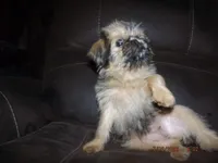AKC Malibu, a female Brussels Griffon for sale in Berryville, AR – 5 of 7