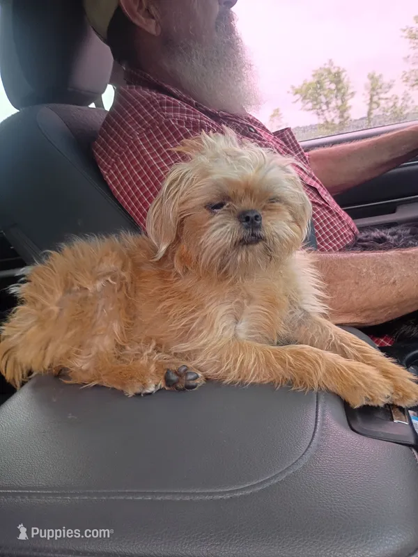 AKC Pistol – Brussels Griffon puppy for sale in Berryville, AR